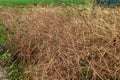 Common crow grass flowering flower plant herb nature natural detail close up Royalty Free Stock Photo