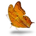 Common Cruiser butterfly & x28;vindula erota& x29; fascinated orange butte Royalty Free Stock Photo