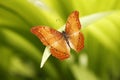 The Common Cruiser butterfly