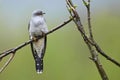 Common cuckoo