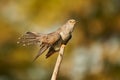 The common cuckoo Cuculus canorus in the in beautiful spring light.