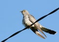 Common cuckoo, Cuculus canorus. A bird perched on an electric cable against the sky Royalty Free Stock Photo