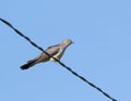 Common cuckoo, Cuculus canorus. A bird perched on an electric cable against the sky Royalty Free Stock Photo