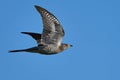 Common cuckoo Cuculus canorus