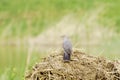 Common Cuckoo / Cuculus canorus ( European Cuckoo)