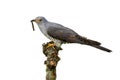 Common cuckoo feeding on bough on white background.