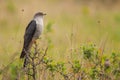 Common cuckoo Cuculus canorus sitting on a barbed branch