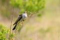 Common cuckoo Cuculus canorus sitting on a barbed branch and juggles a prey