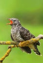 The common cuckoo Cuculus canorus Royalty Free Stock Photo