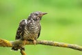 The common cuckoo Cuculus canorus