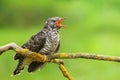 The common cuckoo Cuculus canorus