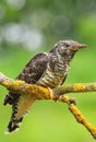 The common cuckoo Cuculus canorus