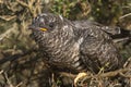 Common cuckoo - Cuculus canorus Young