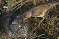 Common cuckoo - Cuculus canorus Young in the nest - Sylvia conspicillata - Spectacled Warbler