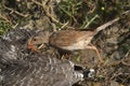 Common cuckoo - Cuculus canorus Young in the nest- Sylvia conspicillata - Spectacled Warbler