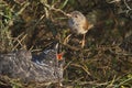 Common cuckoo - Cuculus canorus Young in the nest - Sylvia conspicillata - Spectacled Warbler