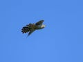 A common cuckoo in flight blue sky Royalty Free Stock Photo