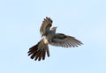 A common Cuckoo in flight Royalty Free Stock Photo