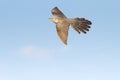 Common Cuckoo in flight / Cuculus canorus
