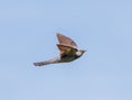 Common cuckoo in flight Royalty Free Stock Photo