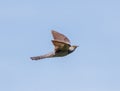 Common cuckoo in flight