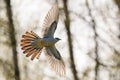 Common cuckoo wingspan in flight early at spring Royalty Free Stock Photo