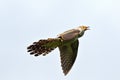 Common cuckoo in flight Royalty Free Stock Photo
