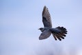 Common cuckoo in flight in the sky Royalty Free Stock Photo
