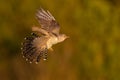 Common cuckoo in flight at sunset with forest background, braking in the air Royalty Free Stock Photo