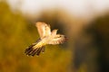 Common cuckoo in flight at sunset Royalty Free Stock Photo