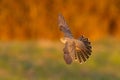 Common cuckoo in flight at sunset Royalty Free Stock Photo