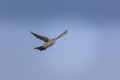 Common cuckoo flying in the blue sky, Cuculus canorus Royalty Free Stock Photo