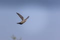 Common cuckoo flying in the blue sky, Cuculus canorus Royalty Free Stock Photo