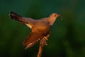 Common cuckoo holding worm on tree in summer sunset Royalty Free Stock Photo