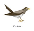 Common cuckoo isolated on white background. Adorable forest or woodland bird. Funny wild avian species. Gorgeous