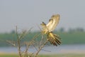 Common Cuckoo landing on the bush / Cuculus canoru