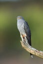 The common cuckoo perched on dead wood Royalty Free Stock Photo