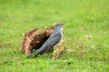 The common cuckoo on the ground foraging Royalty Free Stock Photo