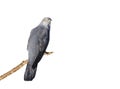 Common Cuckoo perched on a branch against white background Royalty Free Stock Photo