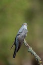 The common cuckoo perched on a branch Royalty Free Stock Photo