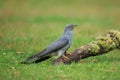 The common cuckoo perched on the ground up close Royalty Free Stock Photo