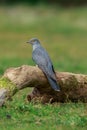 The common cuckoo perched on the ground up close Royalty Free Stock Photo