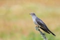 Common Cuckoo perched on a mossy tree branch Royalty Free Stock Photo