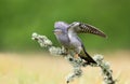 Common Cuckoo perched on a mossy tree branch Royalty Free Stock Photo