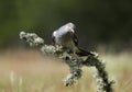 Common Cuckoo perched on a tree branch Royalty Free Stock Photo