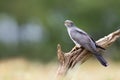 Common Cuckoo perched on a tree branch Royalty Free Stock Photo