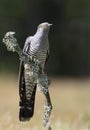 Common Cuckoo perched on a tree branch Royalty Free Stock Photo