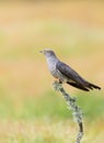 Common Cuckoo perched on a tree branch Royalty Free Stock Photo