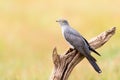 Common Cuckoo perched on a tree branch Royalty Free Stock Photo