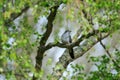 The common cuckoo perched on a tree Royalty Free Stock Photo